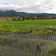 Illustration for article titled Don't Worry, Japanese Rice Paddy Art Is Still Incredible